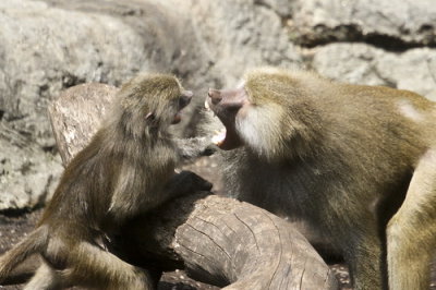 baboons of Brooklyn_02.JPG