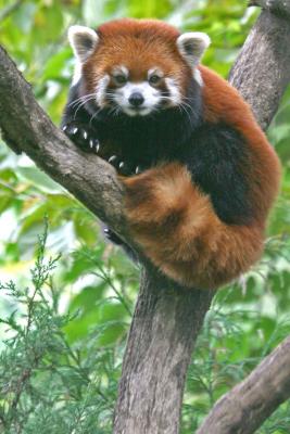 pp-red-panda.jpg