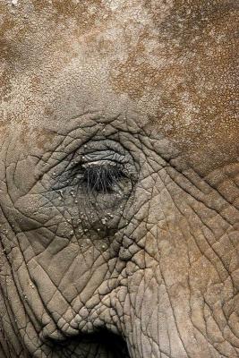 Elephants eye_193.jpg