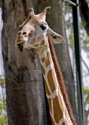 Miami Metro Zoo_168.jpg