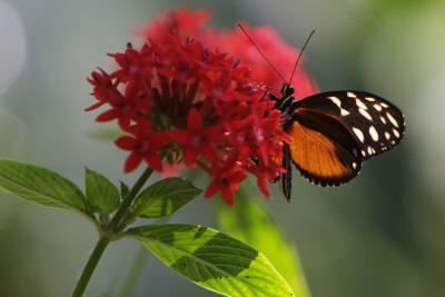 BFly World__011a.jpg