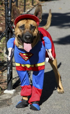 Bay Ridge Halloween_002.JPG