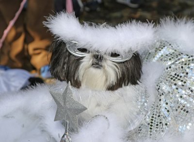 Bay Ridge Halloween_008.JPG
