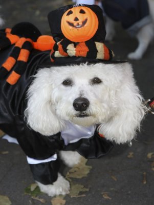 halloween dogs