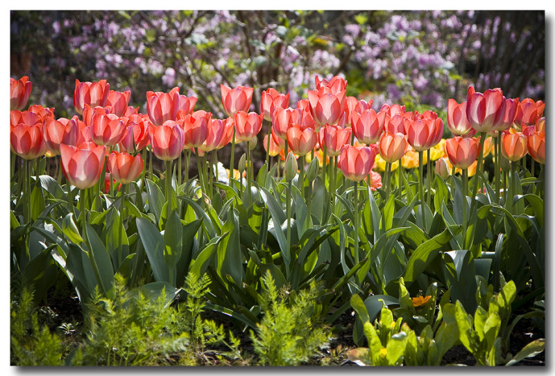 Tulip Excitement