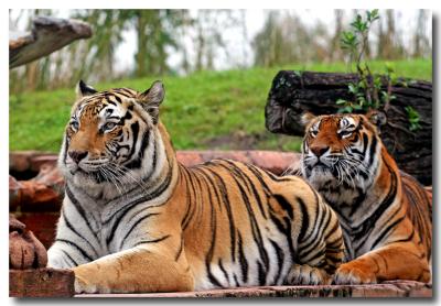 Lazy Tigers at Animal Kingdom