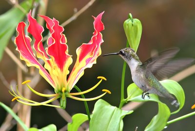 hummingbird feeding on flame lily