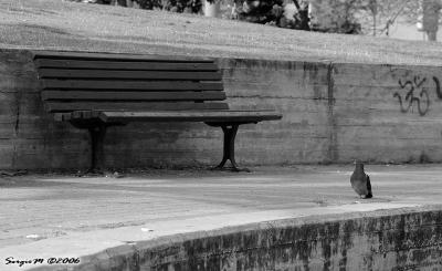 The bench and pigeon