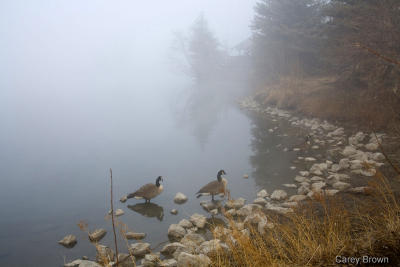 Belmar Fog 2