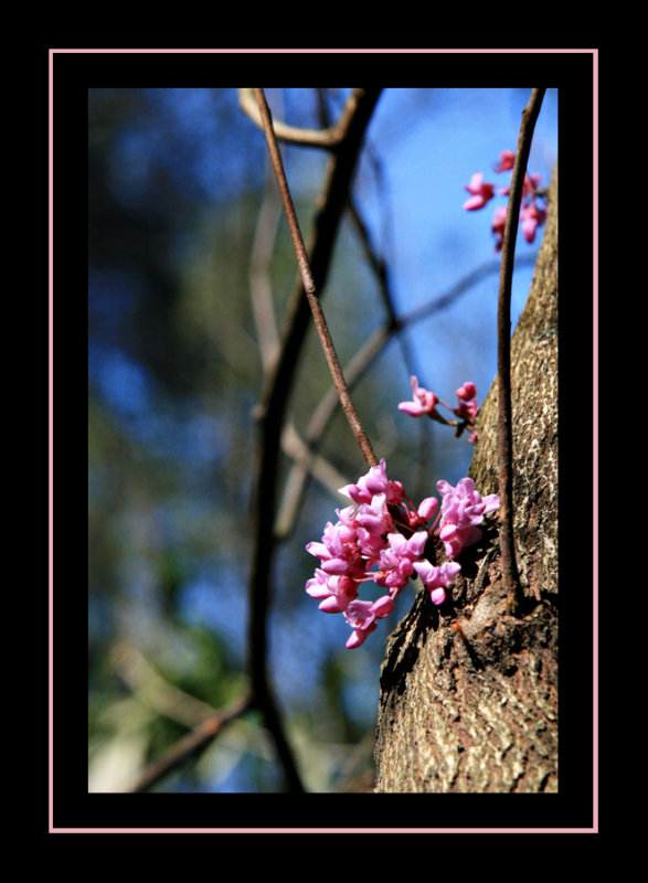 Redbud Tree