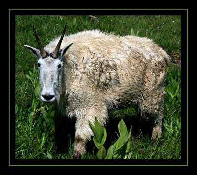 Mountain Goat