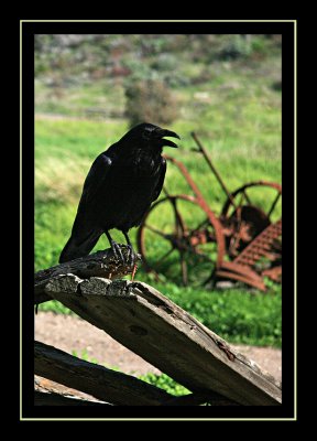 Cheeky crow