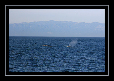 Two Pacific grey whales