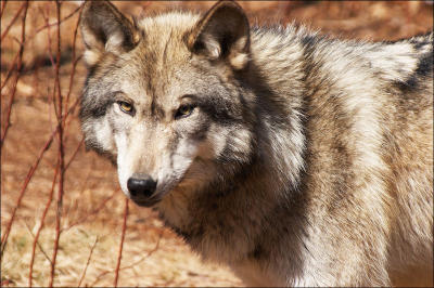 Lakota Wolf Preserve