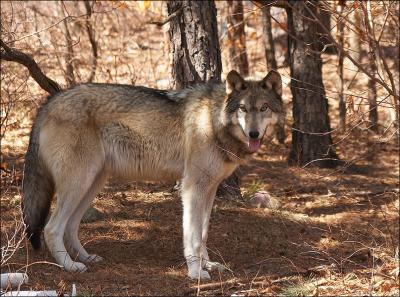 Lakota Wolf Preserve