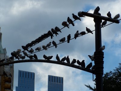 KT's shot:  Birds On A Wire