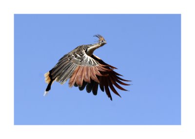 Hoatzin 