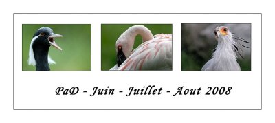 PaD Juin - Juillet - Aout 2008