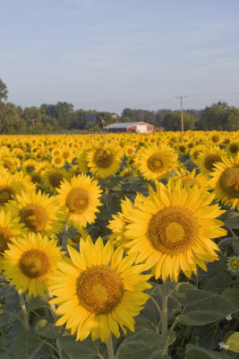 Aug. 3, 2008 - Sunflowers