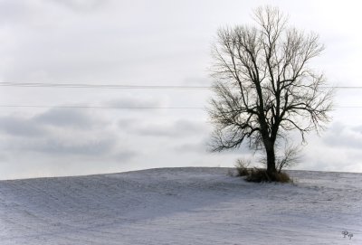 Barren