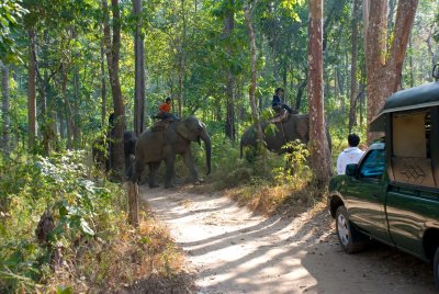 We meet the Elephants and their mahouts in the middle of the jungle