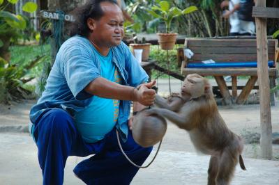 The coconut harvesting monkeys