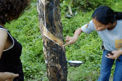 Extracting the sap