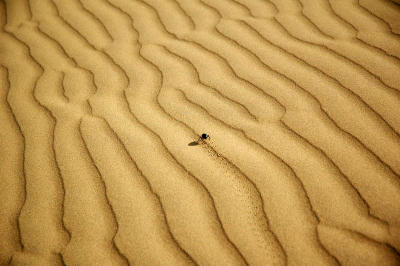 Desert dung beetle