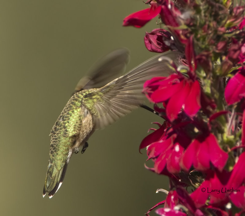 Annas Hummingbird (Juvenile)