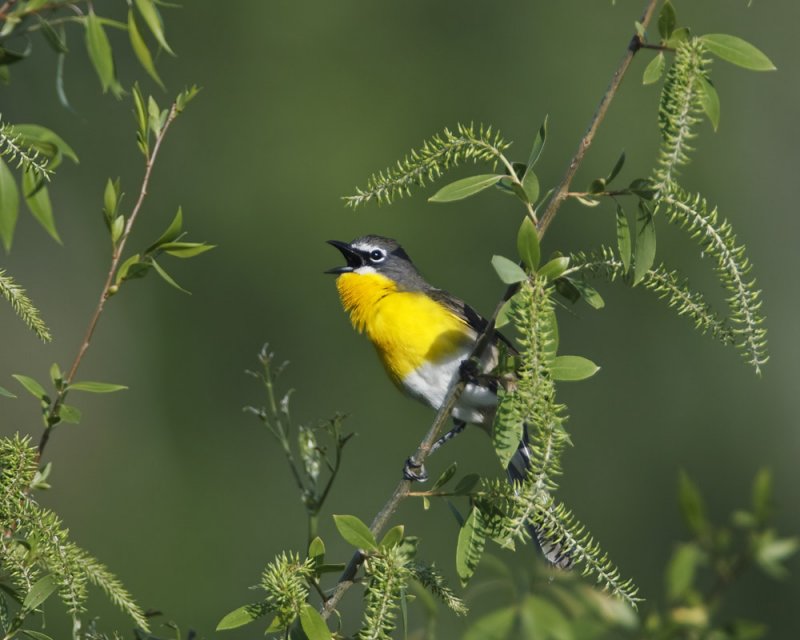 Yellow-breasted Chat