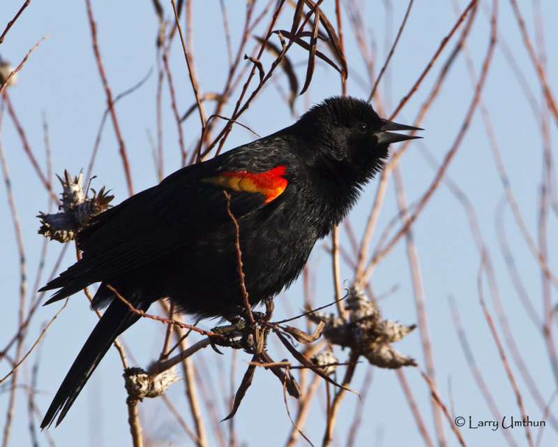 Red-winged Blackbird