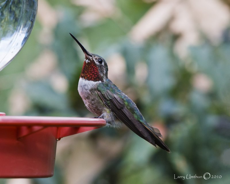 Broad-tailed Hummingbird