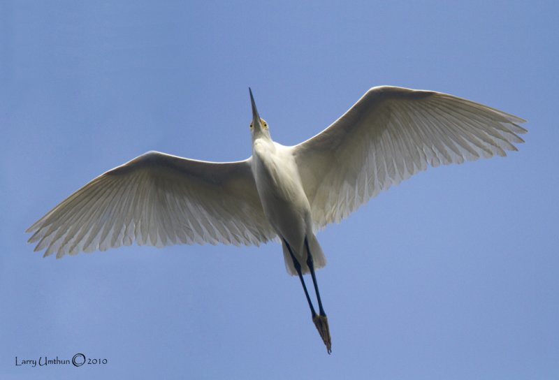 Snowy Egret