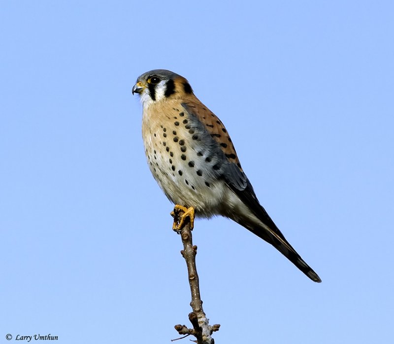 Amercian Kestrel