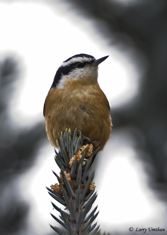 Reb-breasted Nuthatch