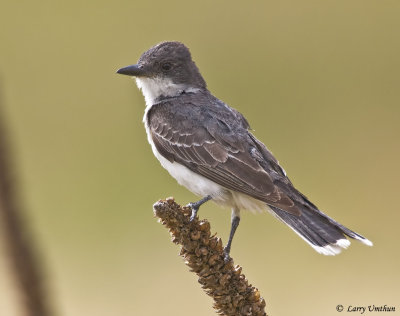 Eastern Kingbird