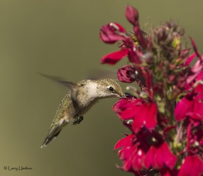 Anna's Hummingbird (Juvenile)