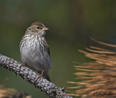 Brewer's Sparrow  (juvenile)