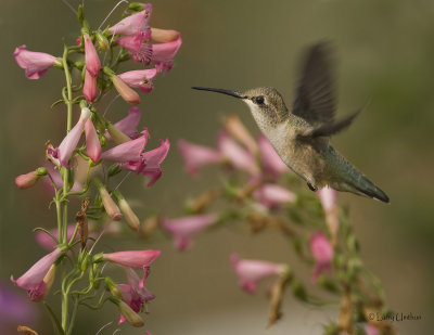 Anna's Hummingbird