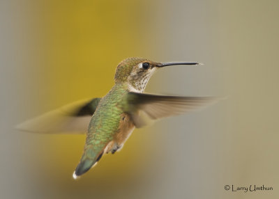 Rufous Hummingbird