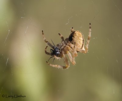 Orb Spider