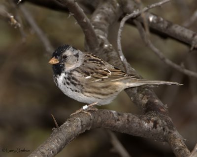 Harriss Sparrow