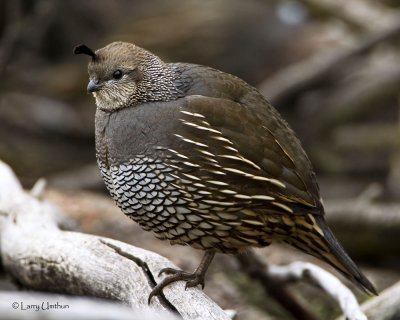 California Quail