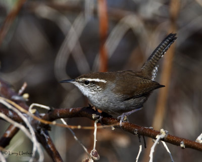 Bewicks Wren