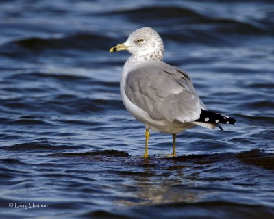 Ring-billed Gull