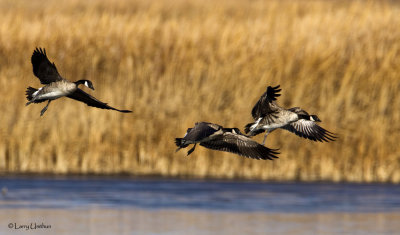 Canada geese