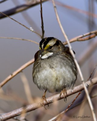 White-throated Sparrow