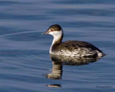 Horned Grebe