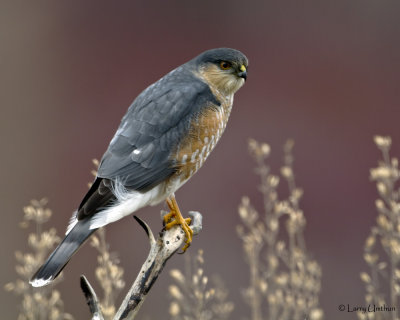 Sharp-shinned Hawk