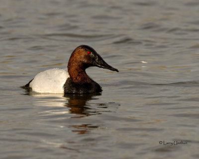 Canvasback Duck